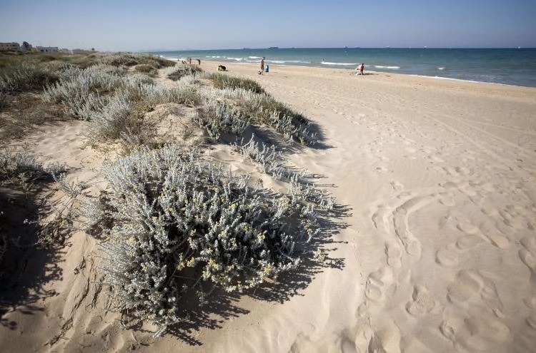 Platja de l’arbre del gos